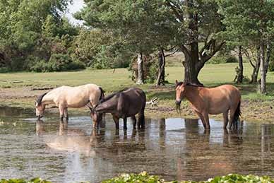 Ponies feast on aquatic vegetation at Long Pond, near Burley