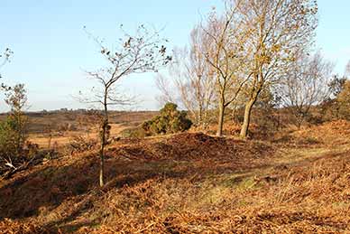 Castle Hill, Burley - the hill fort interior