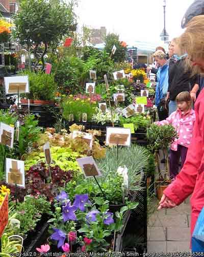 A colourful plant stall on Lymington Market