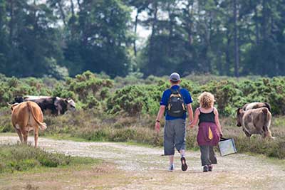 Walkers in the New Forest are always likely to encounter ponies or cattle