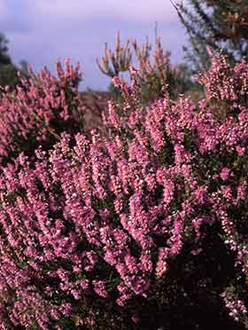 Heathland with Bell Heather - Ling and Dwarf Gorse on Slepe Heath