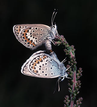 New Foreset wildlife - silver-studded blue butterflies